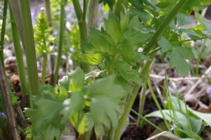 Lovage (young sprigs)